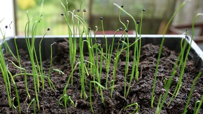 Un guide étape par étape pour faire pousser des oignons à partir de graines en une seule saison sans tracas.