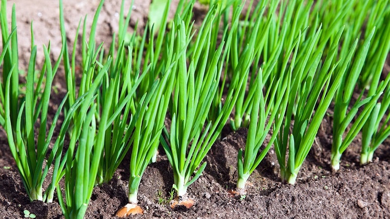 Un guide étape par étape pour faire pousser des oignons à partir de graines en une seule saison sans tracas.