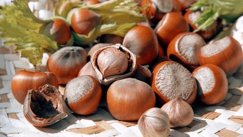 Beneficial properties and harm of hazelnuts for weight loss