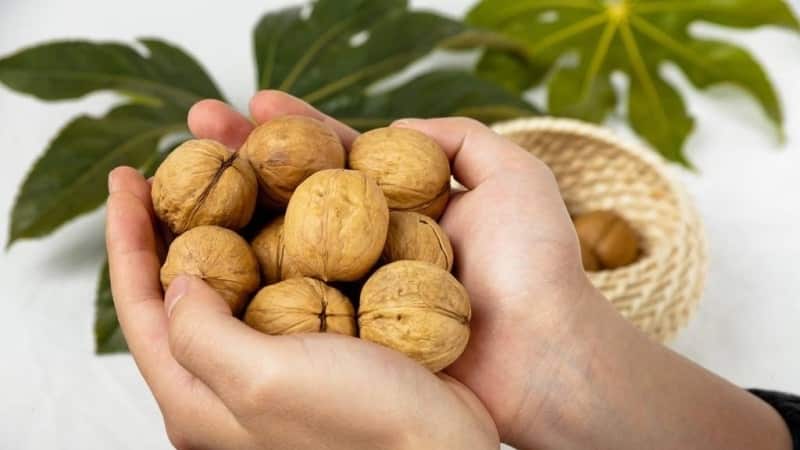 Los beneficios y perjuicios de las nueces para las mujeres.