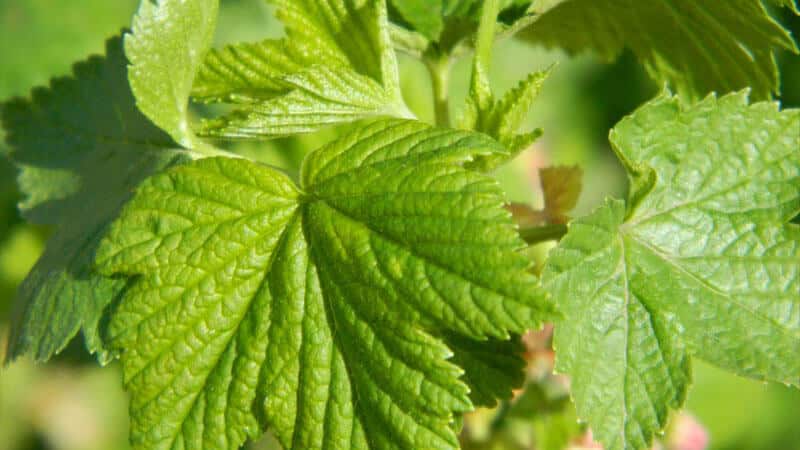 Black currant leaves - beneficial and medicinal properties