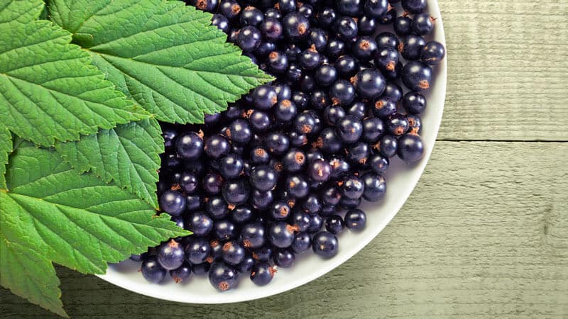 Black currant leaves - beneficial and medicinal properties