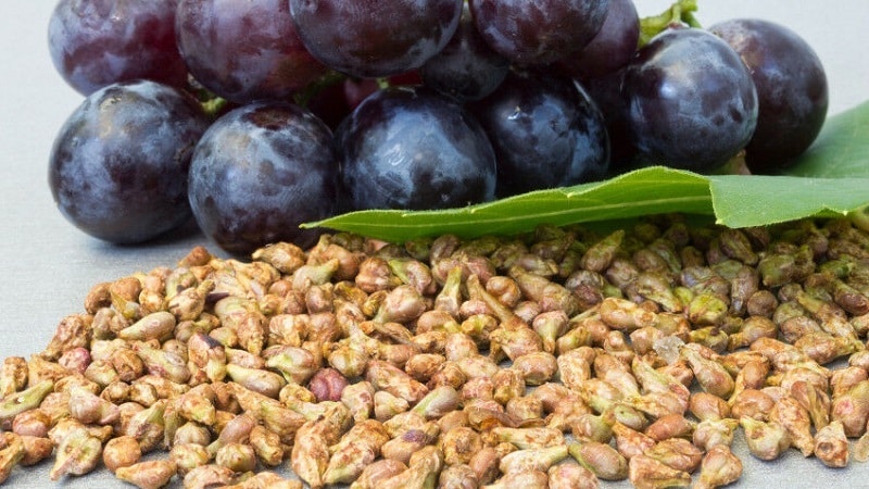 The benefits and harms of grape seeds for the body