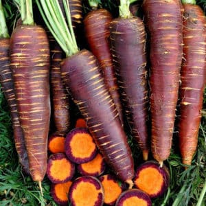 Popular varieties and hybrids of purple carrots