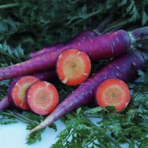 Mga sikat na varieties at hybrids ng purple carrots