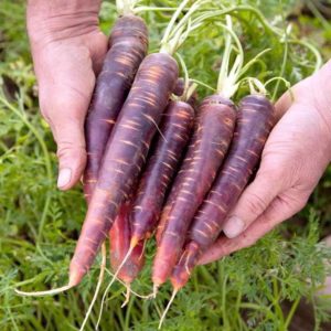 Mga sikat na varieties at hybrids ng purple carrots