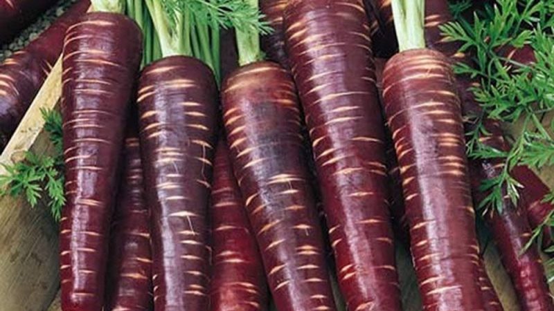 Popular varieties and hybrids of purple carrots