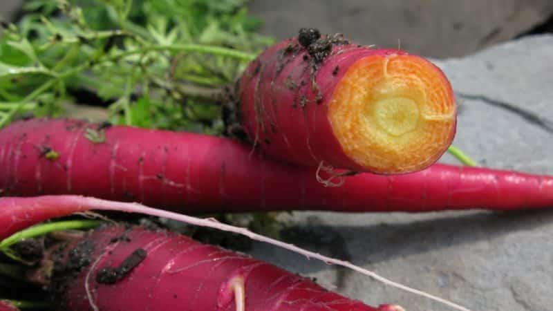 Mga sikat na varieties at hybrids ng purple carrots