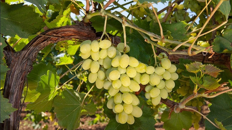 Popüler lezzetli üzüm çeşidi Aligote