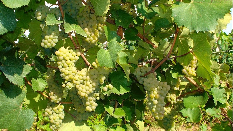 Da quali vitigni francesi e Kuban viene prodotto il cognac?