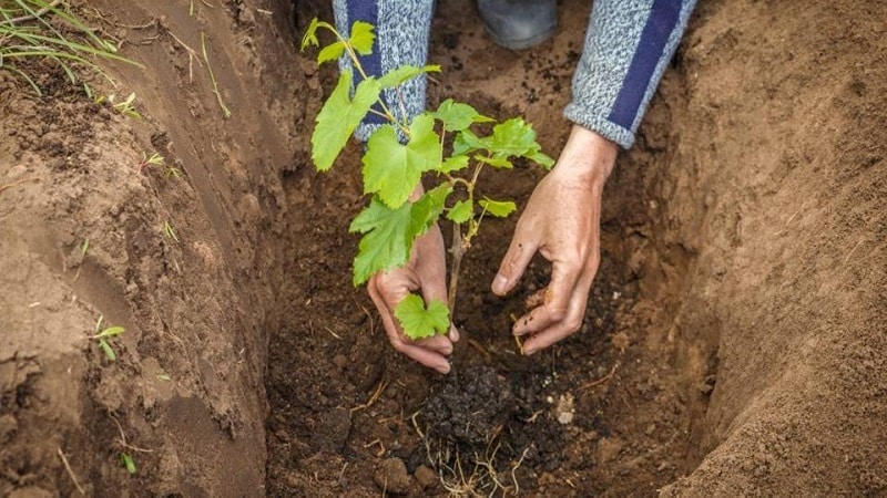 Populaire heerlijke druivensoort Aligote