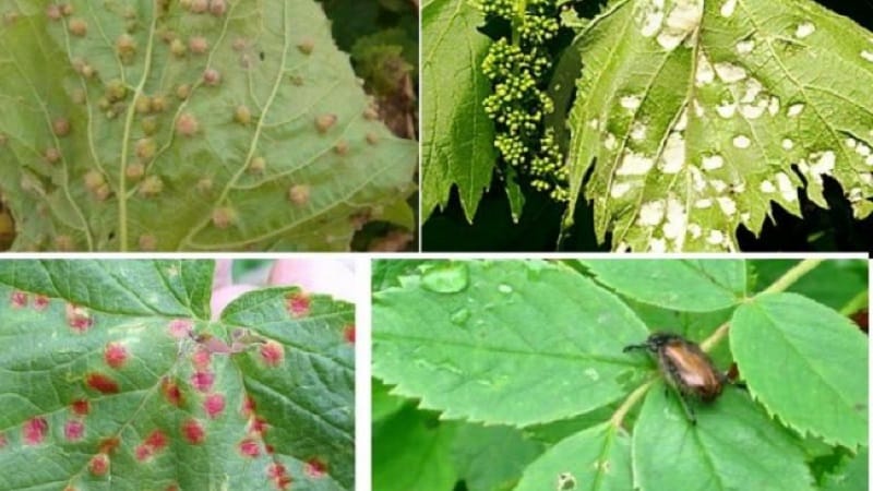 Populær lækker druesort Aligote