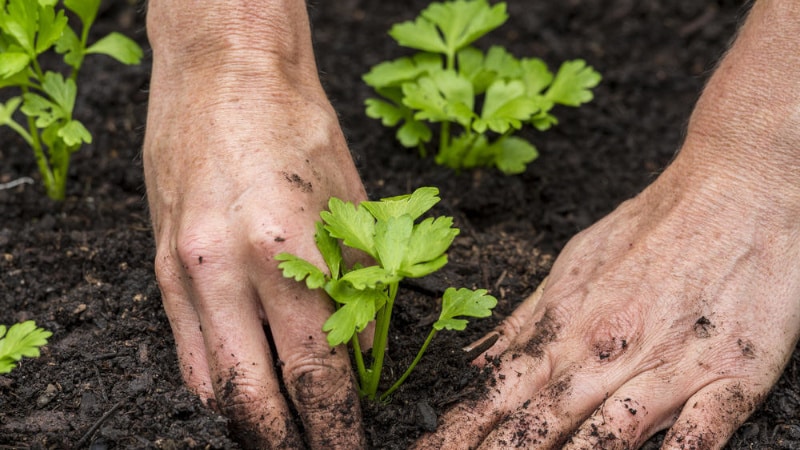 Termes i normes per plantar api per als jardiners principiants