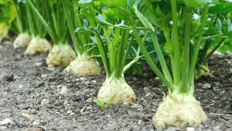 Conditions et règles de plantation de céleri pour les jardiniers débutants