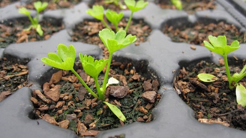 Vilkår og regler for planting av selleri for begynnende gartnere