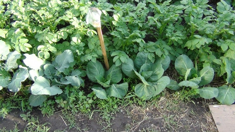 Waarna je volgend jaar wel en geen kool kunt planten