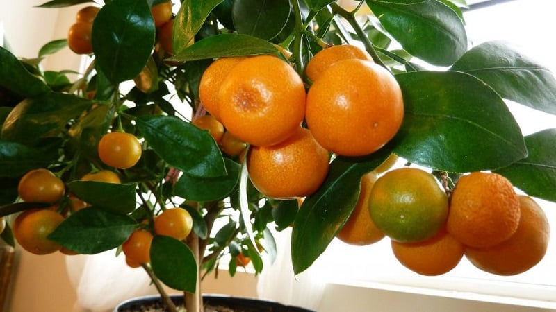 Regras para o cultivo de tangerinas a partir de sementes em casa