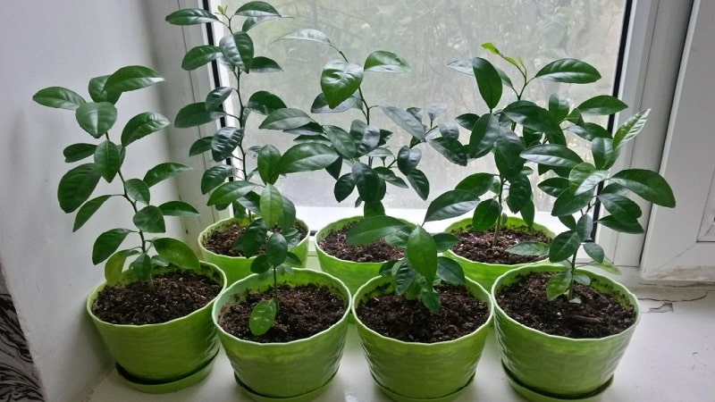 Regras para o cultivo de tangerinas a partir de sementes em casa