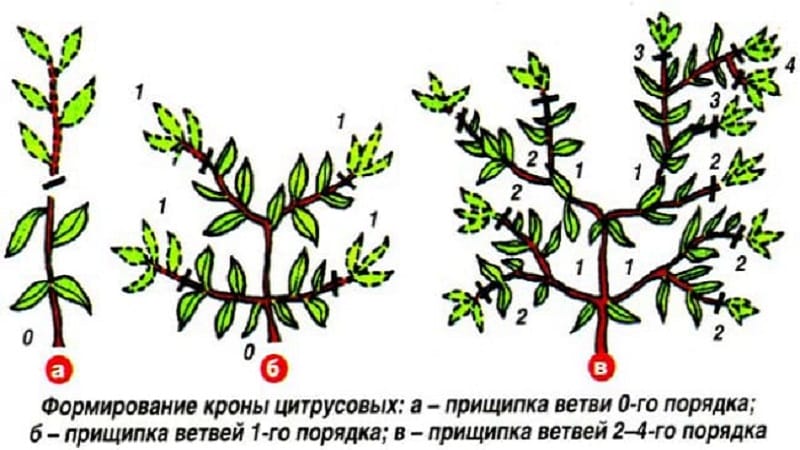 Regras para o cultivo de tangerinas a partir de sementes em casa