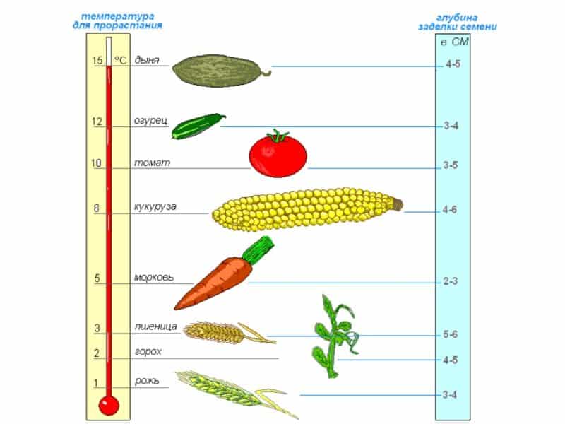 Condiciones óptimas para el crecimiento de los cereales: ¿a qué temperatura germina el trigo en casa y en campo abierto?