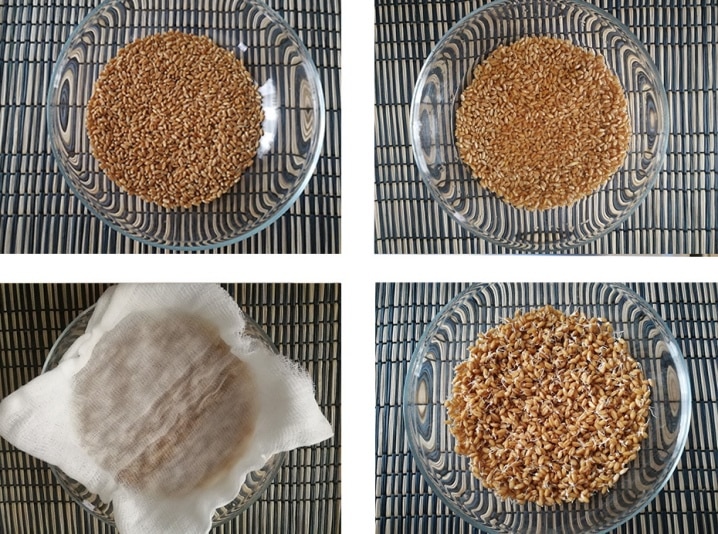 Optimal conditions for the growth of cereals: at what temperature does wheat germinate at home and in open ground