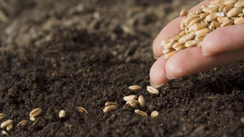 Optimale omstandigheden voor de groei van granen: bij welke temperatuur ontkiemt tarwe thuis en in de volle grond