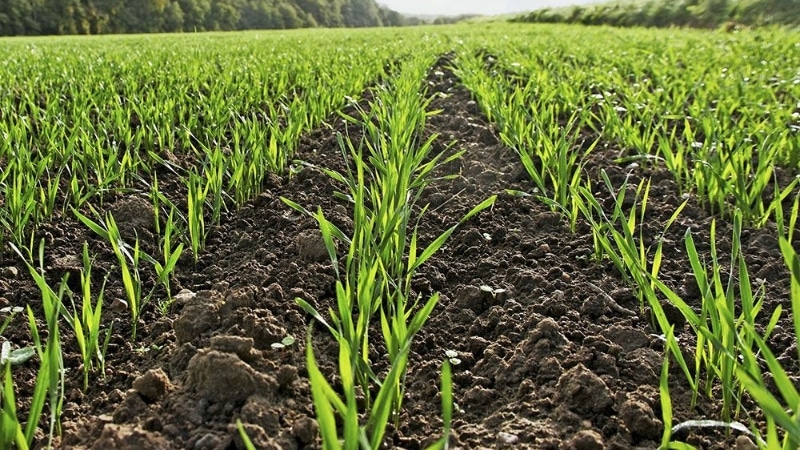 Alimentação adequada do trigo de inverno na primavera: fertilizantes e taxas de aplicação