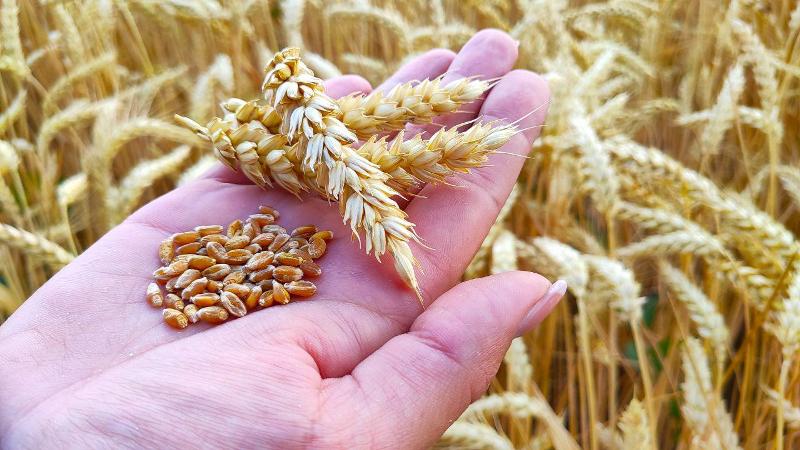 Optimal conditions for the growth of cereals: at what temperature does wheat germinate at home and in open ground