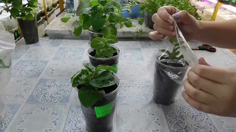 คุณสมบัติของพิทูเนียแบบเรียงซ้อนและข้อดีเหนือสายพันธุ์อื่น