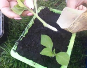 Una guía para cortar petunias en verano para jardineros novatos.