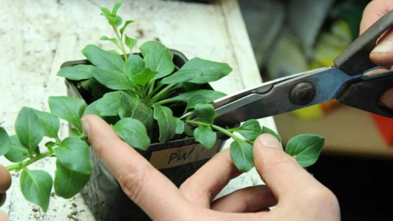 Una guía para cortar petunias en verano para jardineros novatos.