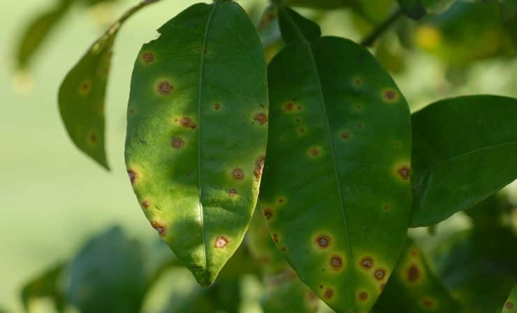 Parassiti e malattie del limone: trattamento e prevenzione a casa