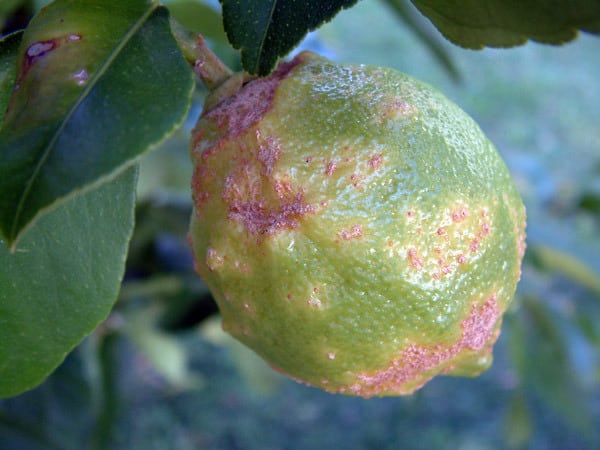 Paano i-save ang mga tangerines mula sa mga bulate at sakit