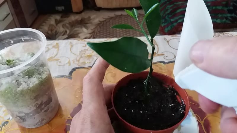 Lemon propagation by cuttings and growing at home