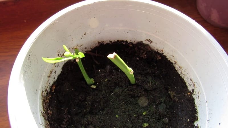 Lemon propagation by cuttings and growing at home