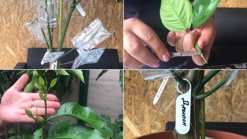 Lemon propagation by cuttings and growing at home