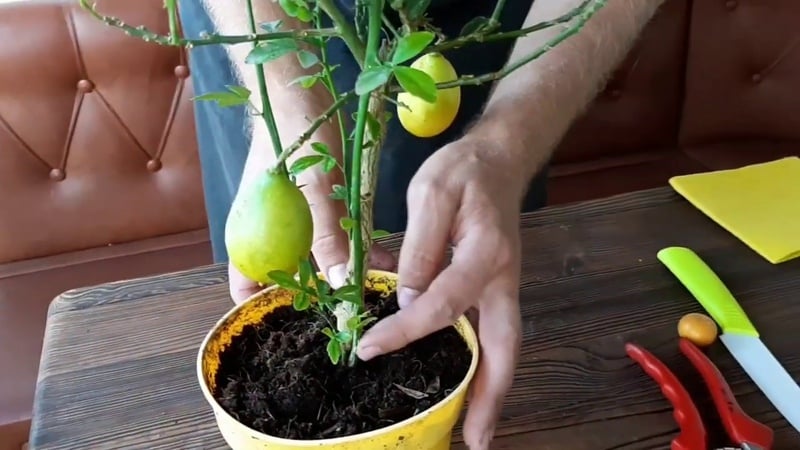 Razmnoževanje limone s potaknjenci in gojenje doma