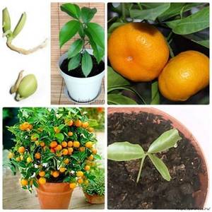 Rules for propagating tangerines by cuttings at home