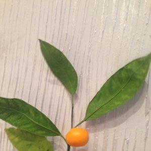 Rules for propagating tangerines by cuttings at home