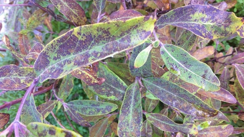 Pests and diseases of honeysuckle: signs of damage and methods of combating them