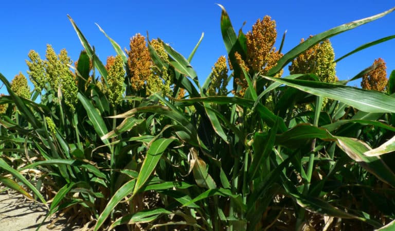 What is sweet sorghum, how is it grown and where is it used?