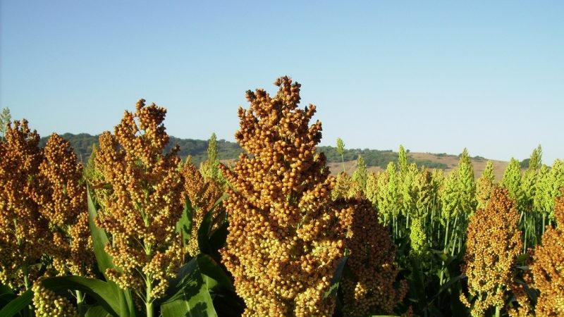 Vad är söt sorghum, hur odlas den och var används den?