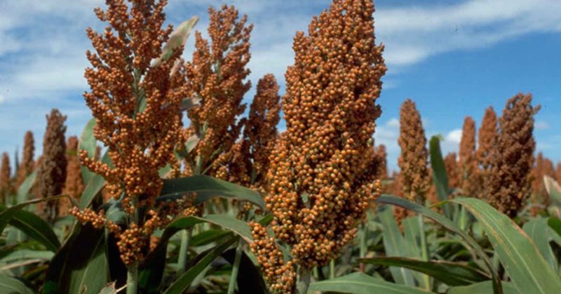 Was ist Sorghum, wie wird es angebaut und wo wird es verwendet?