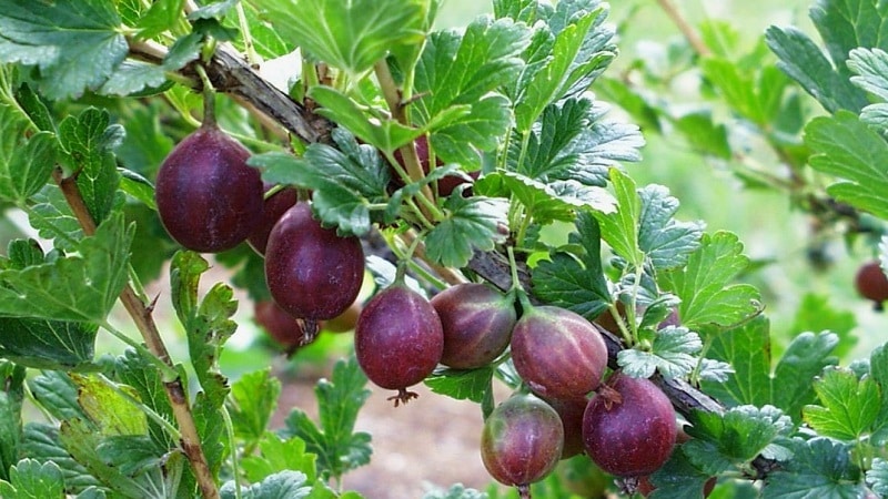 Ang pinakasikat at produktibong uri ng gooseberry