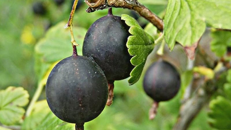 Ang pinakasikat at produktibong uri ng gooseberry