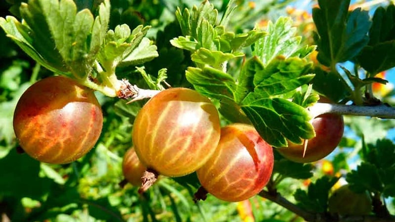 Ang pinakasikat at produktibong uri ng gooseberry