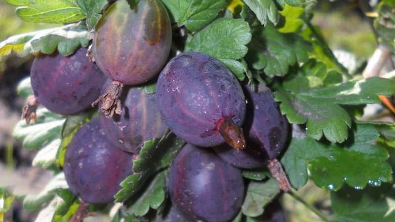 The most popular and productive gooseberry varieties