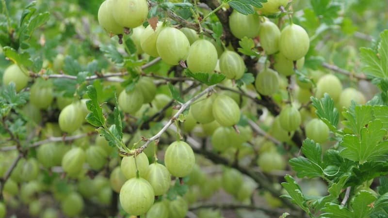 Ang pinakasikat at produktibong uri ng gooseberry