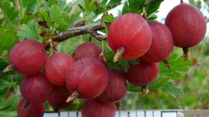 Ang pinakasikat at produktibong uri ng gooseberry