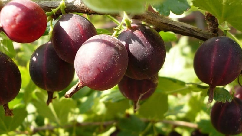 The most popular and productive gooseberry varieties